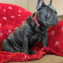Blue - French Bulldog