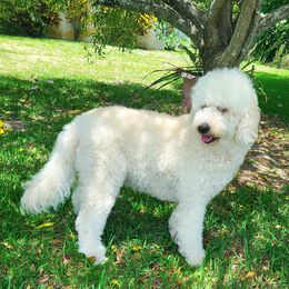 Khaleesi  - Goldendoodle