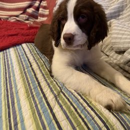 Chanel - Liver and white female English Springer Spaniel puppy in Cookeville, Tennessee from AVE Springer Spaniels