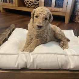 Winnie - Apricot female Poodle puppy in Calimesa, California from Coriander Pups