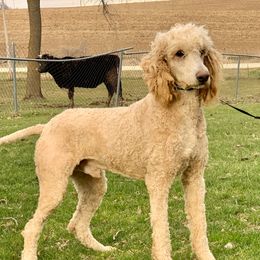 Bentley - Poodle