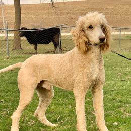 Bentley - Poodle