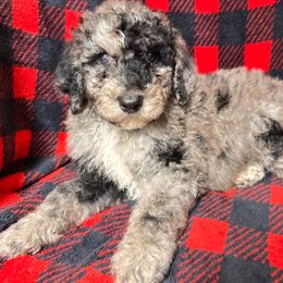 Blitzen - Merle male Cavapoo puppy in Austin, Texas from Doodles of Central Texas