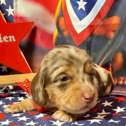 Hendrix - Chocolate and tan male Dachshund puppy in Somerset, Pennsylvania from Rae’s Dapper Dachshunds