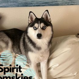 Spirit - Pomsky
