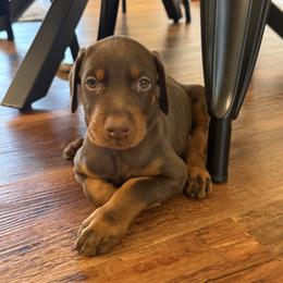 Dark Pink collar female - Red and rust female Doberman Pinscher puppy in Madison, Indiana from Jensen Dobermans and Dachshunds