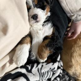Wilder - Tri-color male Cavapoo puppy in Wamego, Kansas from Doodles of Oz