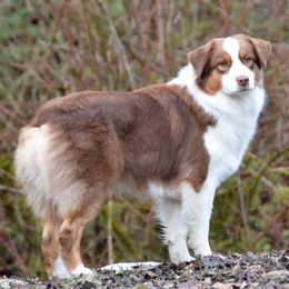 Australian Shepherds from Laurelhills Farm