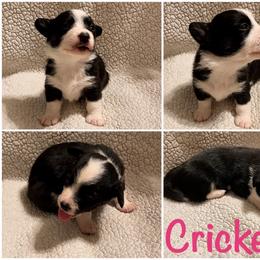 Cricket - Black and white female Cardigan Welsh Corgi puppy in Box Elder, South Dakota from BELieve Cardigan Welsh Corgis