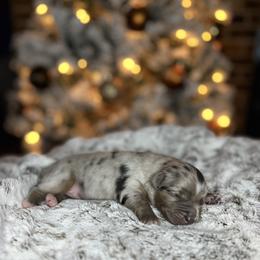 Miniature Australian Shepherd Puppies from Quartz Creek Aussies