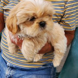 Teal - Sable and white male Shih Tzu puppy in Yorba Linda, California from AKC Registered Purebred Shihtzus
