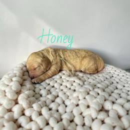 Honey - Apricot female Goldendoodle puppy in Lakeland, Florida from Golden Creek Doodles