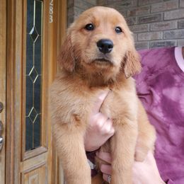 Golden Retriever Puppies from Emma's Golden Puppers