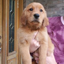 Golden Retriever Puppies from Emma's Golden Puppers