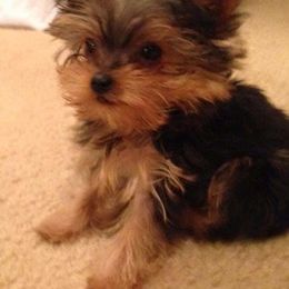Yorkshire Terrier Puppies from Tinseltown Yorkies