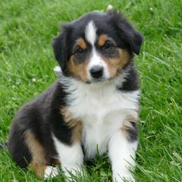 English Shepherd Puppies from Oerly's English Shepherds