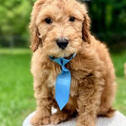 Light Blue Collar Boy - Red male Double Doodle puppy in Clarks Hill, South Carolina from Rosie’s Double Doodles
