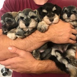 Miniature Schnauzer Puppies from Bearded Lady Schnauzers