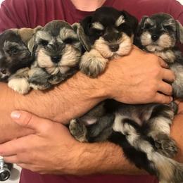 Miniature Schnauzer Puppies from Bearded Lady Schnauzers