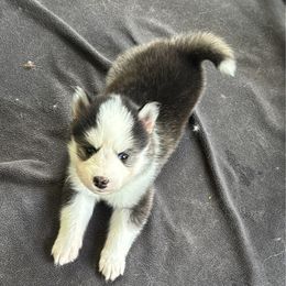 Slater - Wolf sable male Pomsky puppy in Mount Washington, Kentucky from My Perfect Pomsky Pet