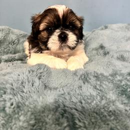 Cuddles - Tricolor male Shih Tzu puppy in Hawthorne, Florida from Simply Southern Shihtzus