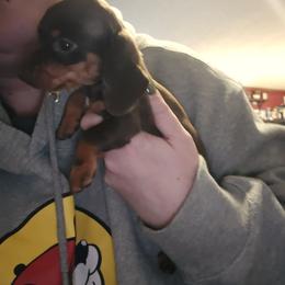 Dachshund Puppies from Nicholes Doxies