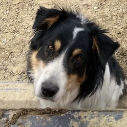 Cinch - Australian Shepherd