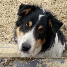 Cinch - Australian Shepherd