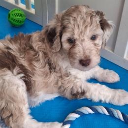 Eloise - Brown merle female Aussiedoodle puppy in Grand Saline, Texas from Aussies Acre
