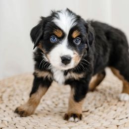 Guinness - Black Miniature Australian Shepherd puppy in Jerome, Idaho from Merrick Mini Aussies