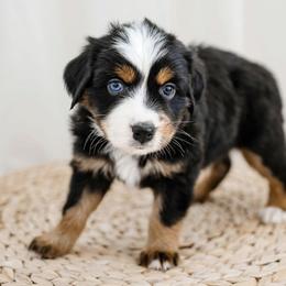 Guinness - Black Miniature Australian Shepherd puppy in Jerome, Idaho from Merrick Mini Aussies