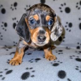 Dapple male - Dapple male Dachshund puppy in Rome, Georgia from Jade’s Dachshunds