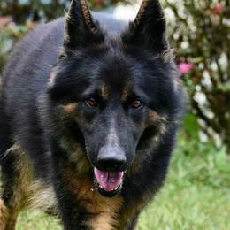 German Shepherds from Hobbs Family Shepherds