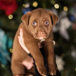 Green Collar - Red & white male Australian Shepherd puppy in Lilburn, Georgia from Criollo Australian Shepherds