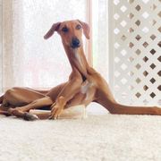 ""Czerny" Kel Simoon Toccata " Azawakh Puppies from Kel Simoon Azawakh