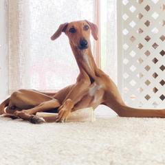 ""Czerny" Kel Simoon Toccata " Azawakh Puppies from Kel Simoon Azawakh