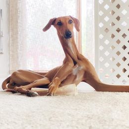 ""Czerny" Kel Simoon Toccata " Azawakh Puppies from Kel Simoon Azawakh