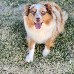 Jolene - Miniature Australian Shepherd