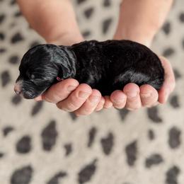 Nina. - Black and white female Sheepadoodle puppy in Wabash, Indiana from DOODCompany
