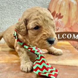 Kevin McCallister - Red  male Goldendoodle puppy in Camden, North Carolina from Oopsie Doodles of NC