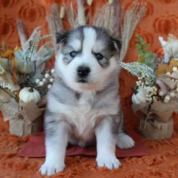 Orange - Gray and white male Siberian Husky puppy in York, Pennsylvania from Spalla Pups