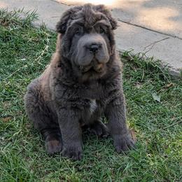 Bluejay - Blue dilute male Chinese Shar-Pei puppy in Autryville, North Carolina from T&D'S Razen Wrinkles Shar-pei