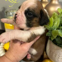 Boxer Puppies from Happy Go Boxers