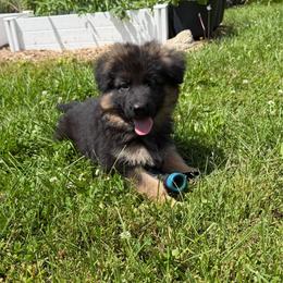 Red collar - Black and red male German Shepherd puppy in Pana, Illinois from von Fenja German Shepherd Dogs