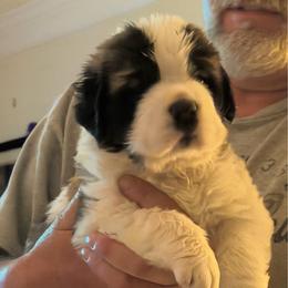 Brenda - Mahogany and white female Saint Bernard puppy in North Beach, Maryland from Mt.Harmony Saint Bernards