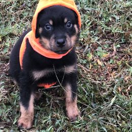 Orange collar - Black and mahogany male Rottweiler puppy in Hermitage, Tennessee from Morris Rottweilers