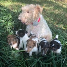 Bernice - Wire Fox Terrier