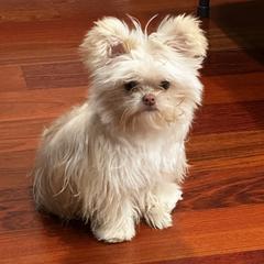 Umami - Mi-Ki puppy from Metro Mi-kis