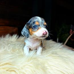 Delilah - Dapple female Dachshund puppy in Washburn, Tennessee from Clinch Mountain Dachshunds