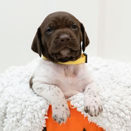 Willow - German Shorthaired Pointer puppy from Moore Family GSPs